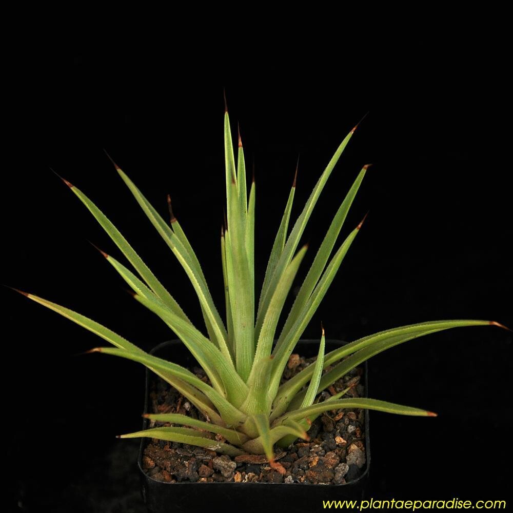 Agave stricta nana - India's #1 Online Garden Store | Buy Cactus ...