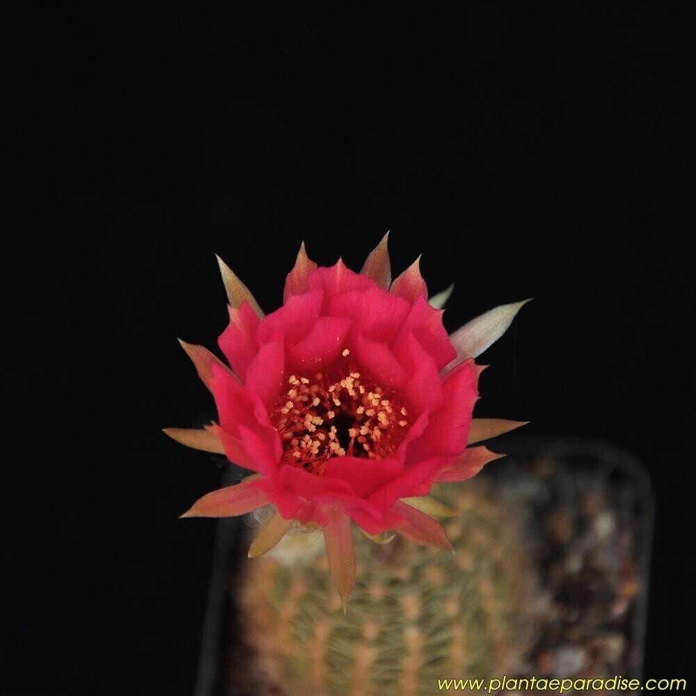 Echinopsis Mamillosa Var. Kermesina Echinopsis Mamillosa Var. Kermesina showing a beautiful red flower in full bloom.