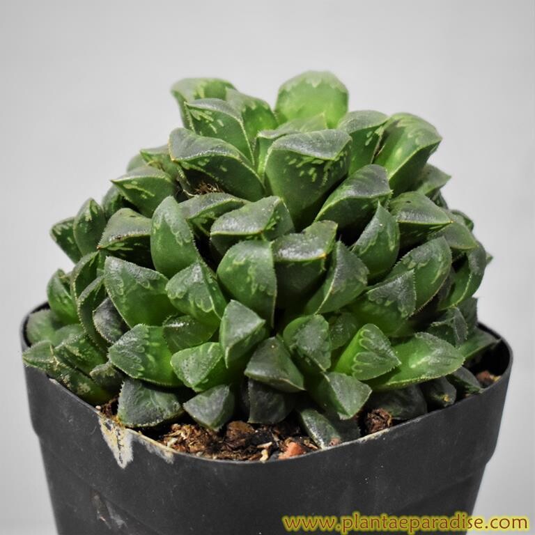 Haworthia