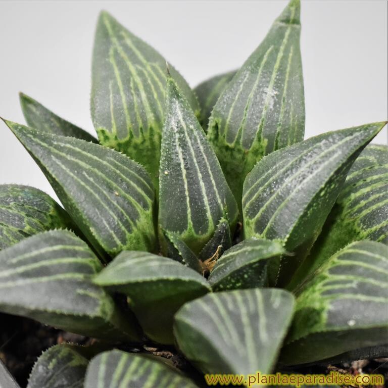 Haworthia
