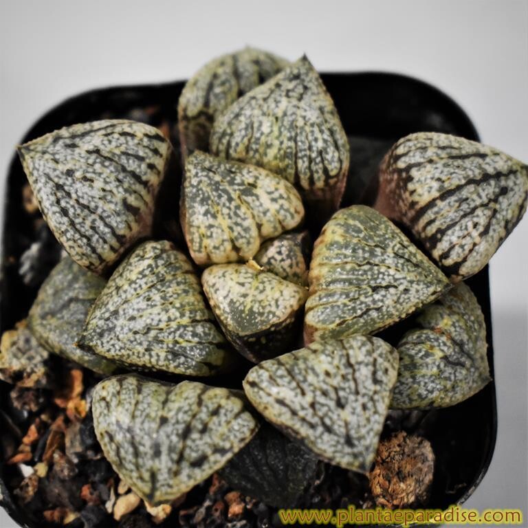 Haworthia