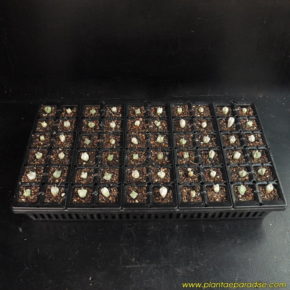 Set of 5 Seedling Trays PP 60 Type  and One Holding Tray (60 Cells)