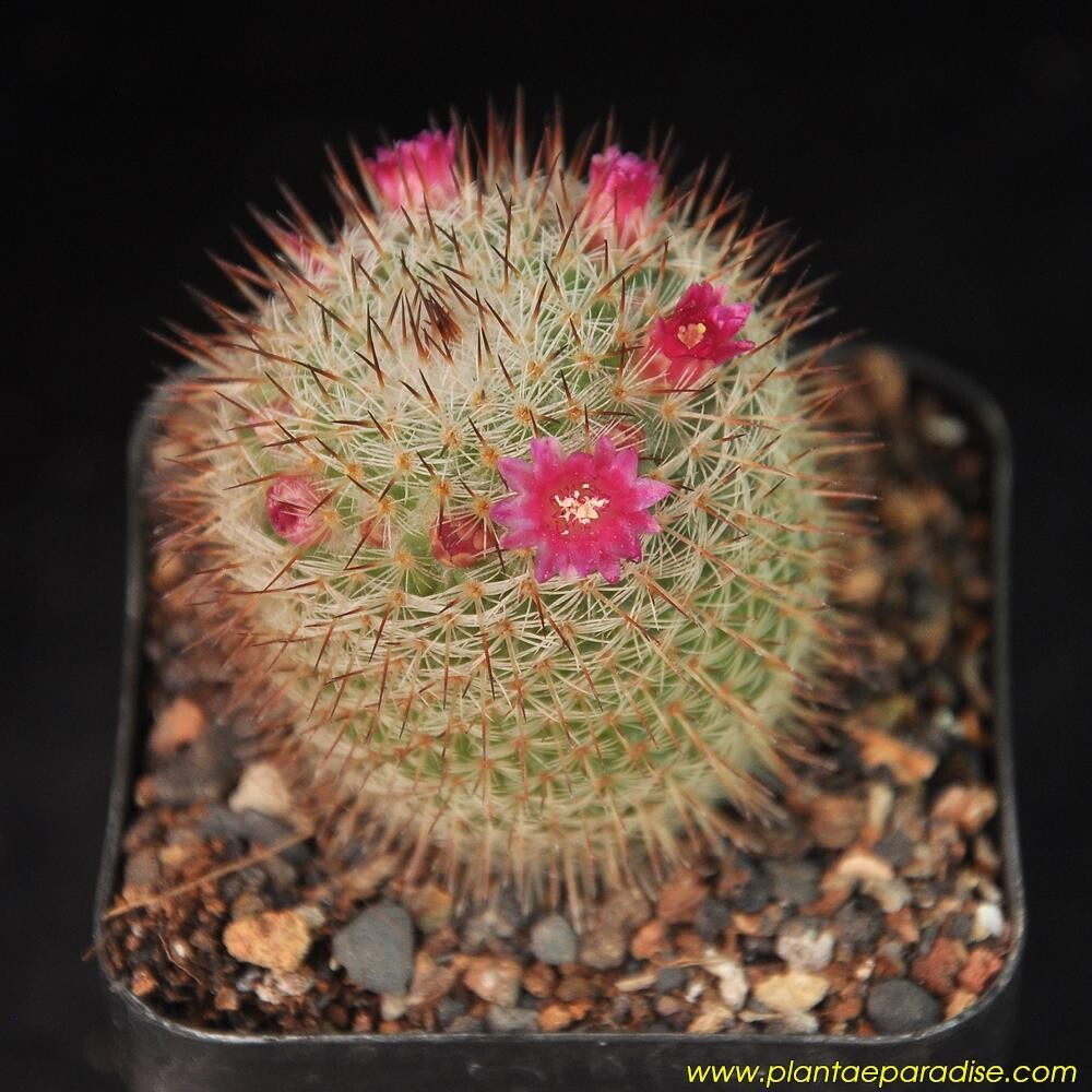 Mammillaria sp