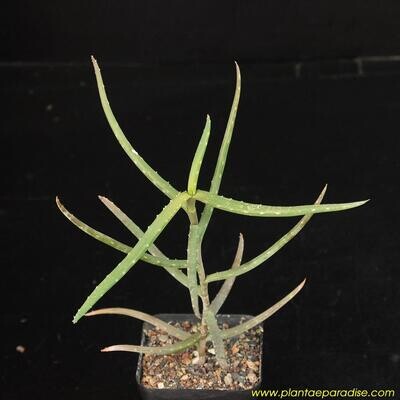 Aloe bakeri
