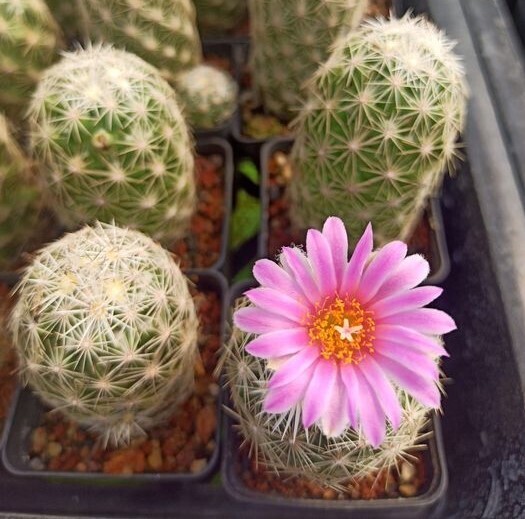 Escobaria Hesteri Subs. Gratas with a pink Flower in Full Bloom
