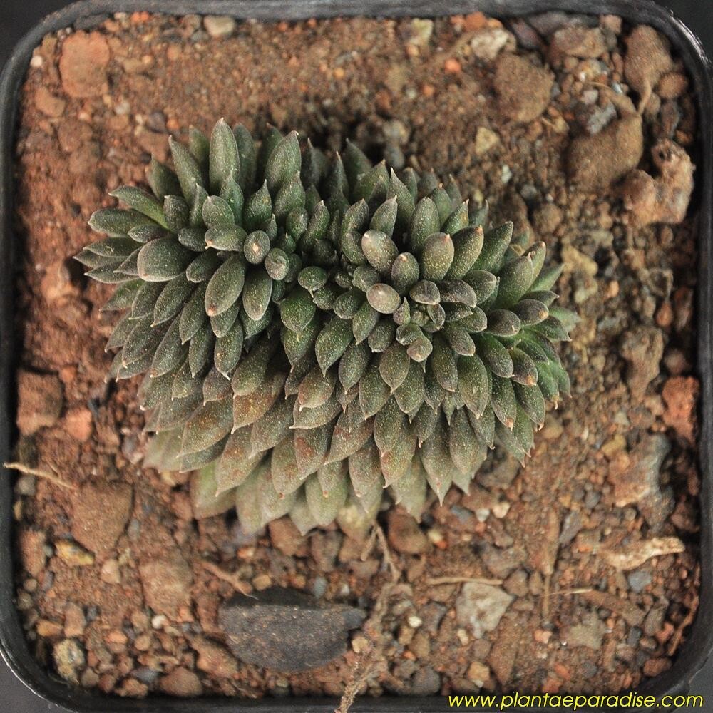 Sinocrassula yunnanensis