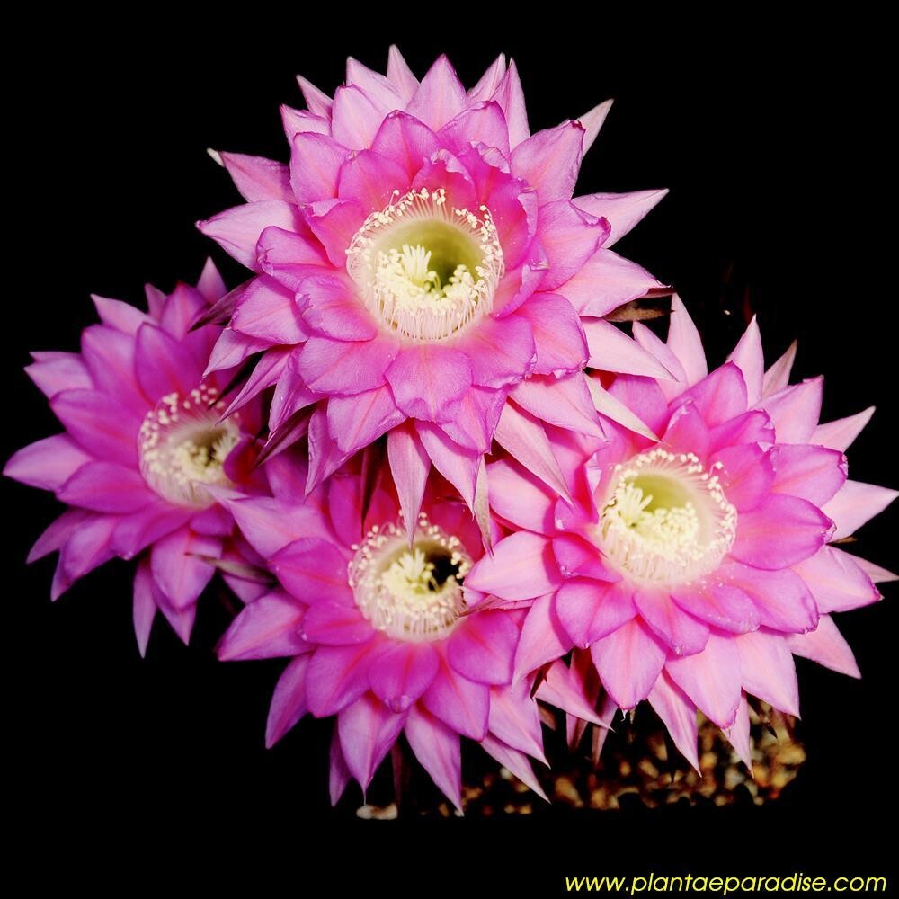 Echinopsis Hybrid Belleza Morada "Echinopsis 'Belleza Morada'" is a hybrid cactus cultivar that is highly prized by collectors for its stunning flowers.