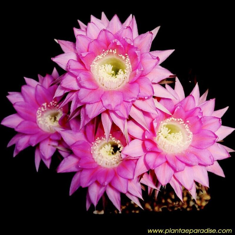 "Echinopsis 'Belleza Morada'" is a hybrid cactus cultivar that is highly prized by collectors for its stunning flowers.