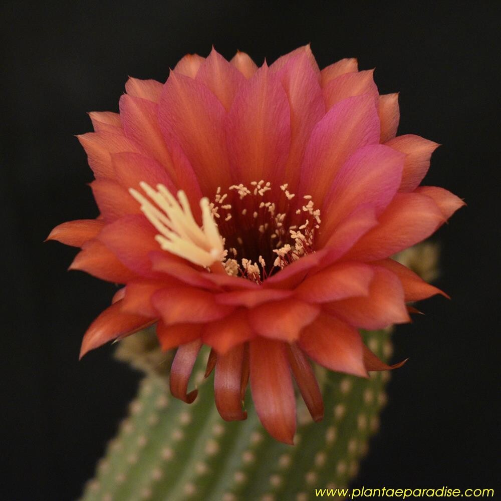 Echinopsis x Trichocerous hybrid ' Dainty Bess' - Flower