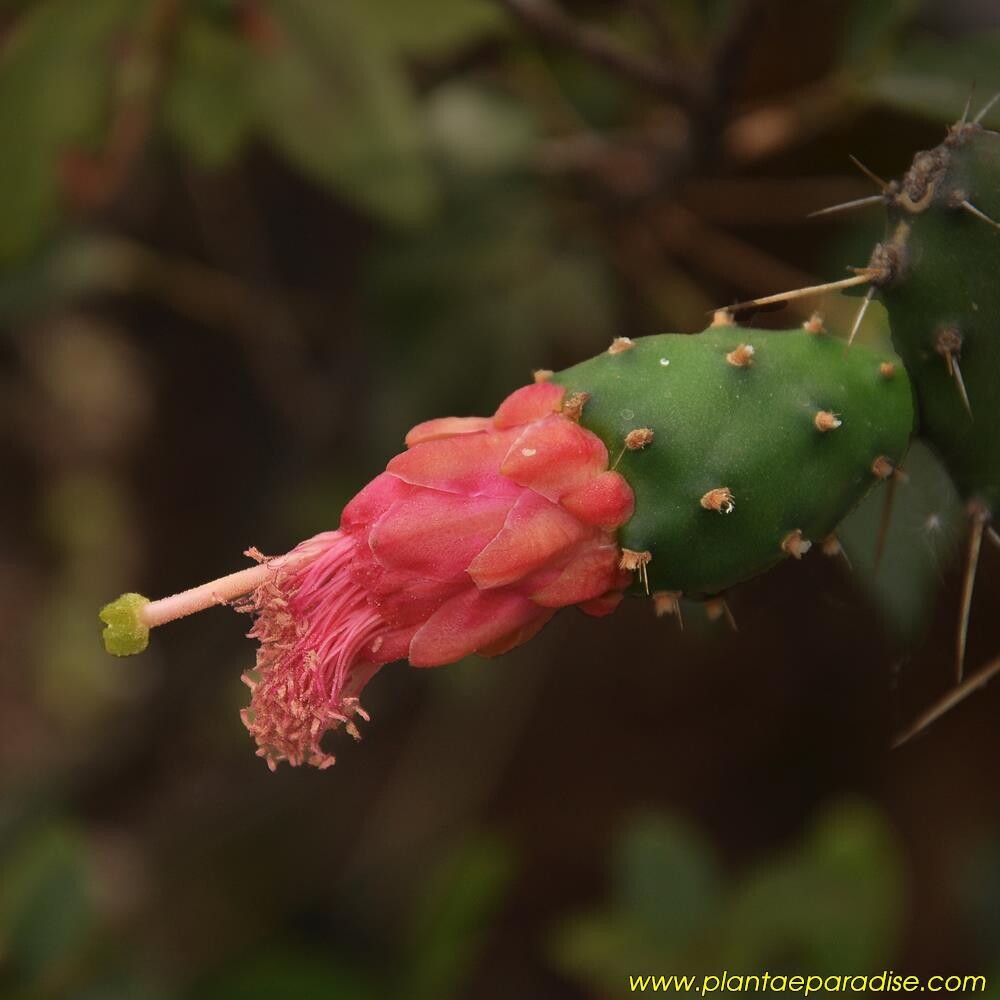 Nopalea Karwinskiana (Red Flowers) Syn Opuntia Karwinskiana