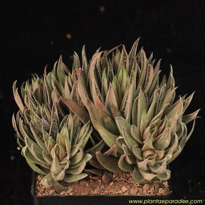 Gasteria 'Green Ice' Cristate Form