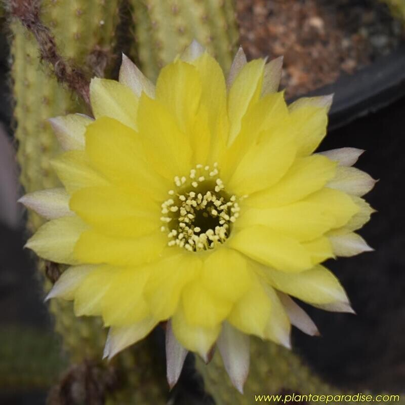 Chaemolobivia cv Friede (Peanut Cactus) Chaemolobivia cv Friede (Peanut Cactus)- Flower