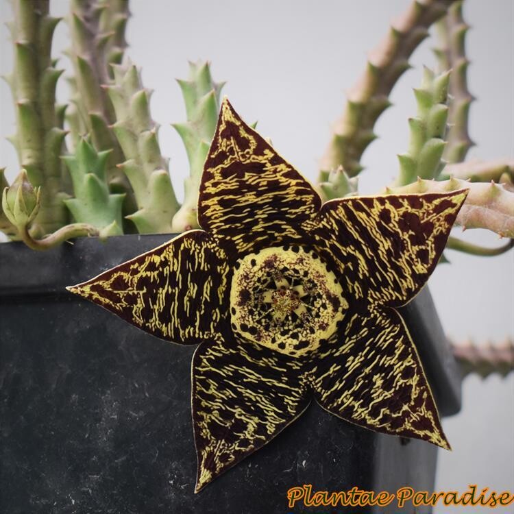 Caralluma russeliana