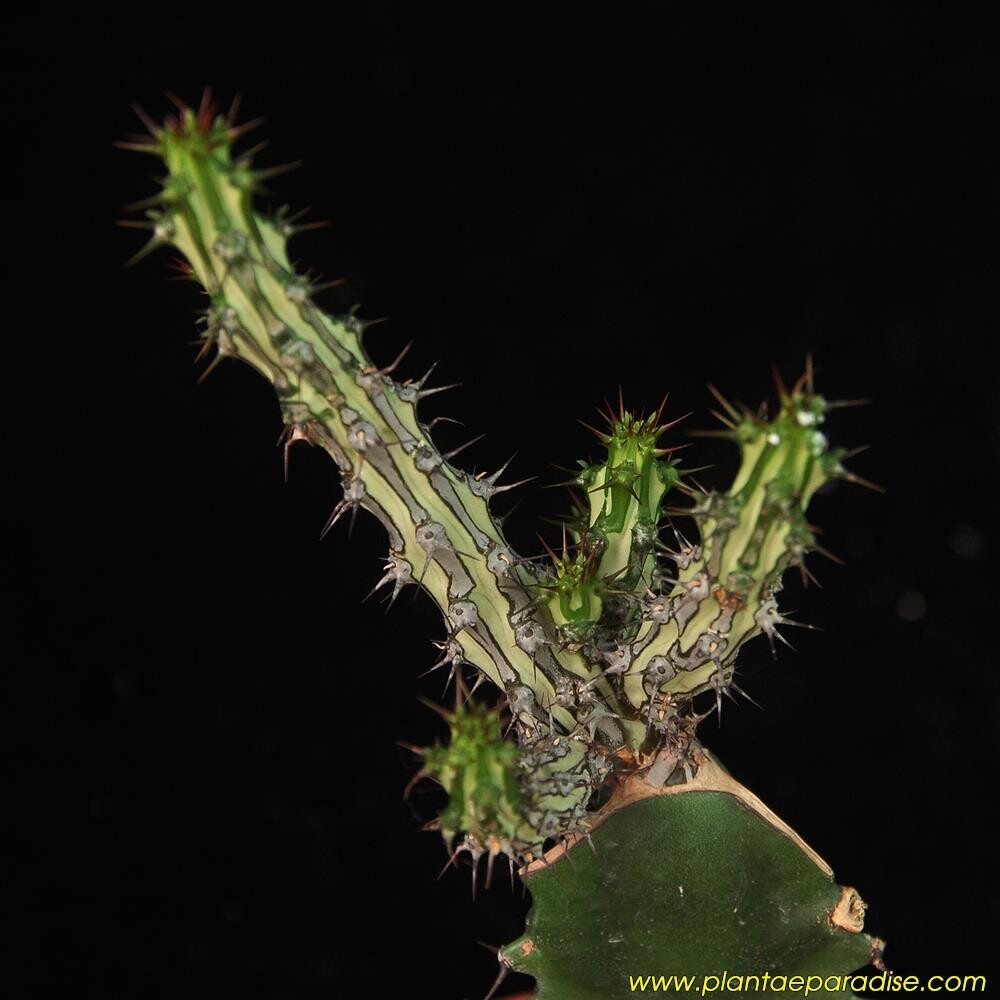 Euphorbia Sp Nova Somalia Hordio India's 1 Online Garden Store Buy Cactus & succulent Plants Euphorbia Sp Nova Somalia Hordio India's 1 Online Garden Store Buy Cactus & succulent Plants