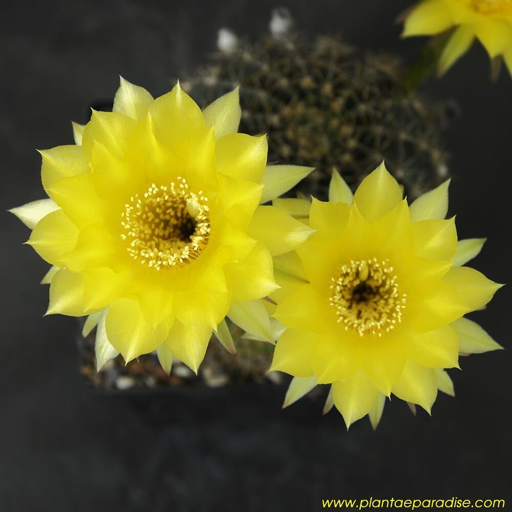 Echinopsis Mjollnir