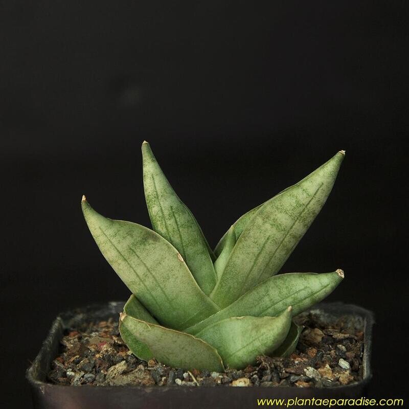 Sansevieria hybrid CH 15045