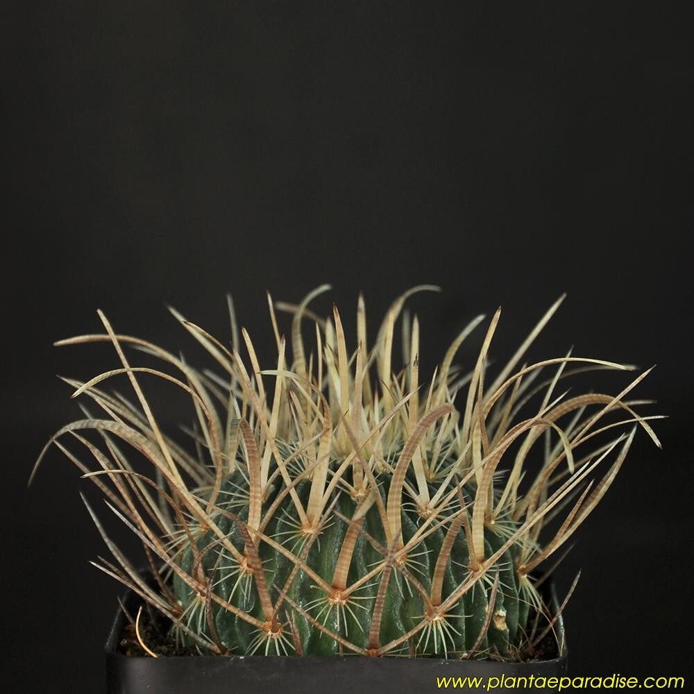 Echinofossulocactus Erectrocentrus (Very Long Spine Cv.)