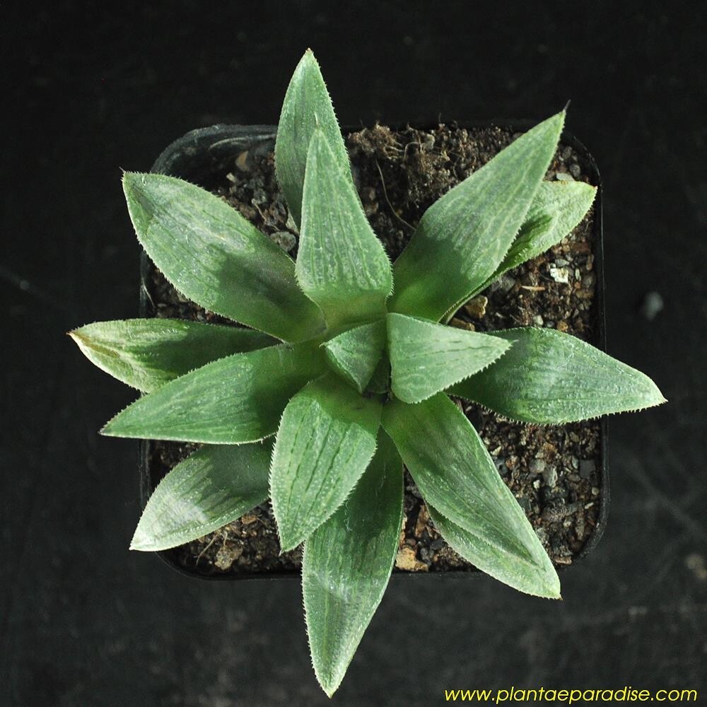 Haworthia