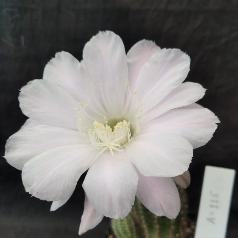 Echinopsis hybrid "Jon Snow"