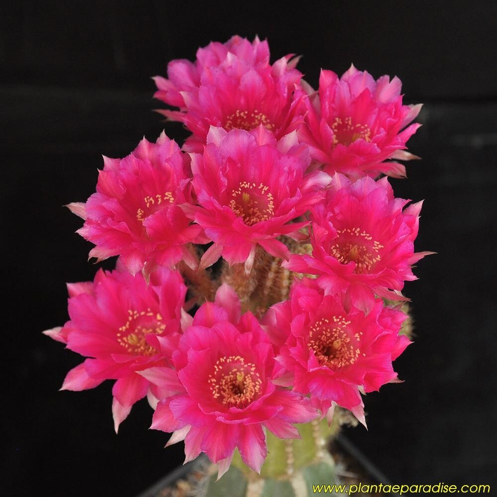 Echinopsis hybrid Eclipse X Seismic Shimmer Echinopsis hybrid Eclipse X Seismic Shimmer - Flower