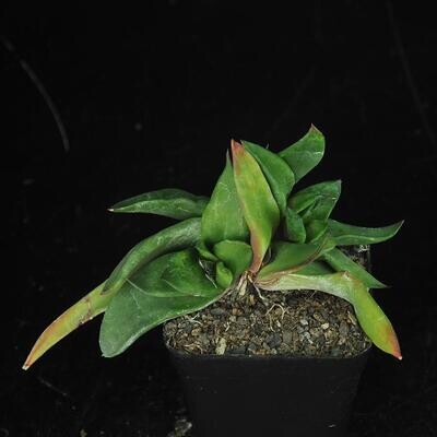 Gasteria armstrongii (Pointed Form)