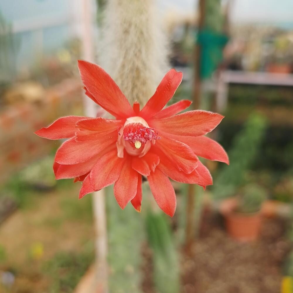 Hildewintera colademononis Monkey Tail cactus- Flower