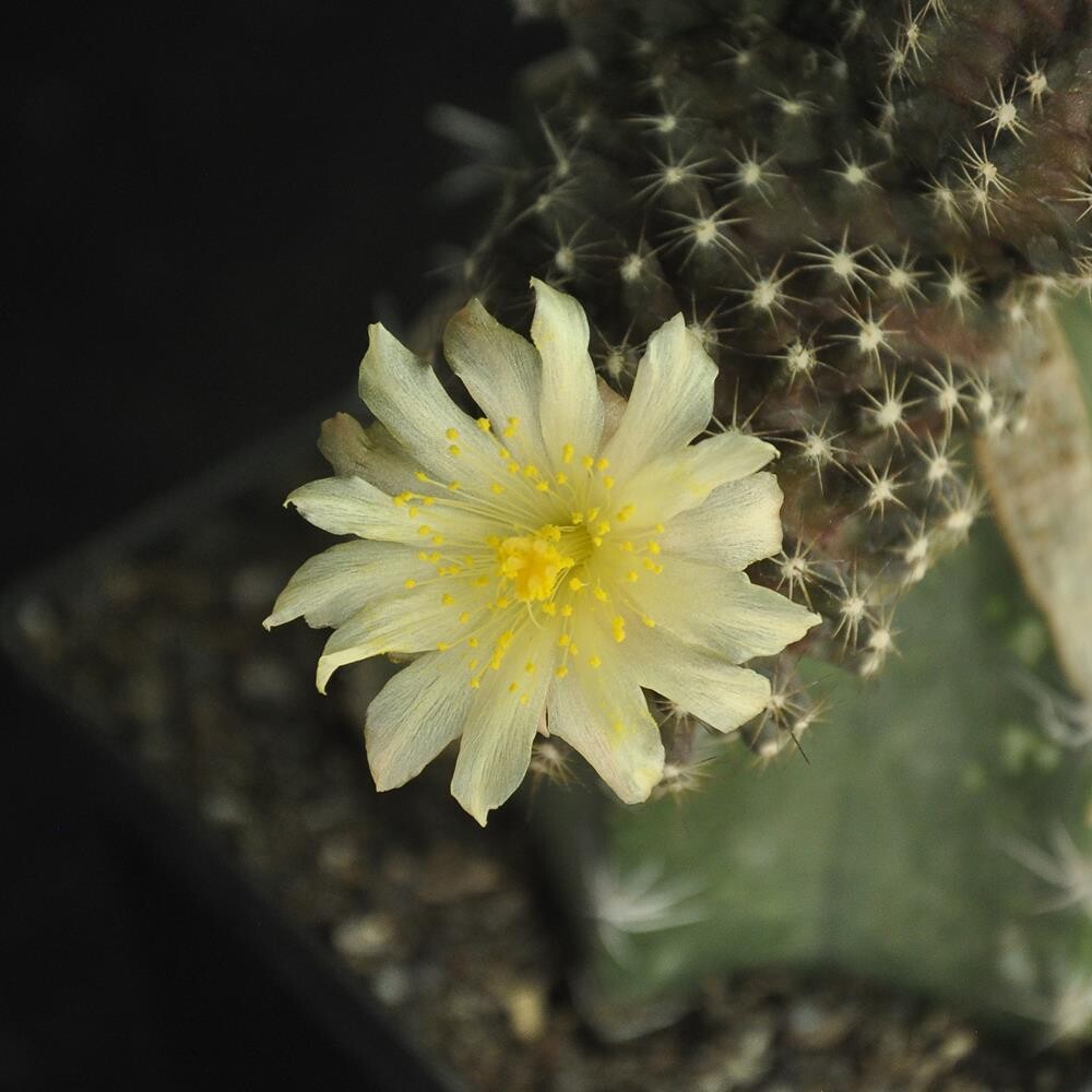 Copiapoa tenuissima