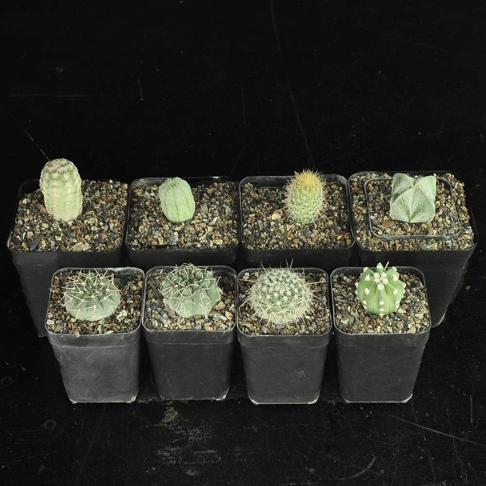 Beginner's Set Of 8 Cacti (B) - India's #1 Online Garden Store | Buy ...