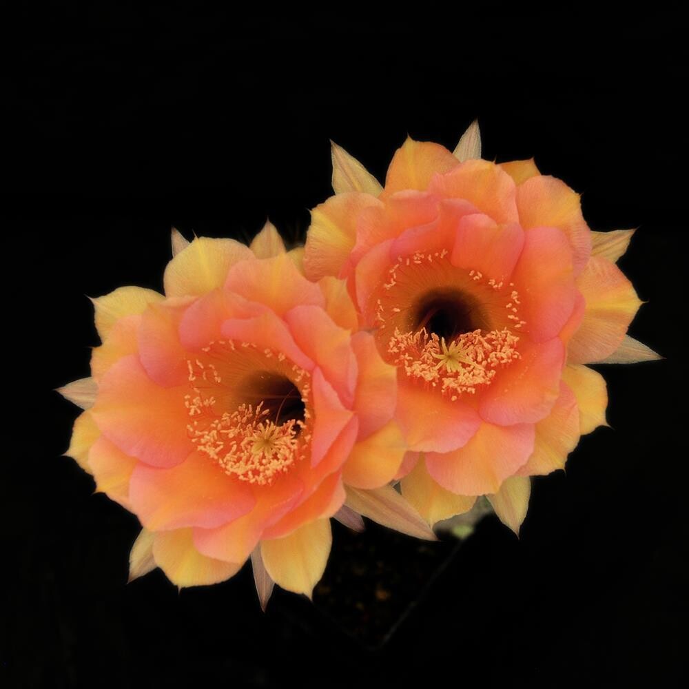 Echinopsis hybrid Horrik