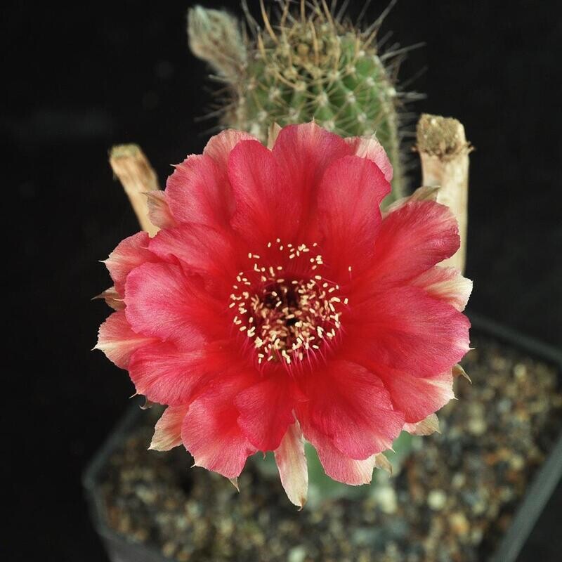 Echinopsis Hybrid Dark Melody Schick 