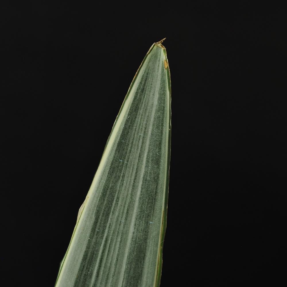 Sansevieria manolin Siam Silver Sansevieria manolin Siam Silver
