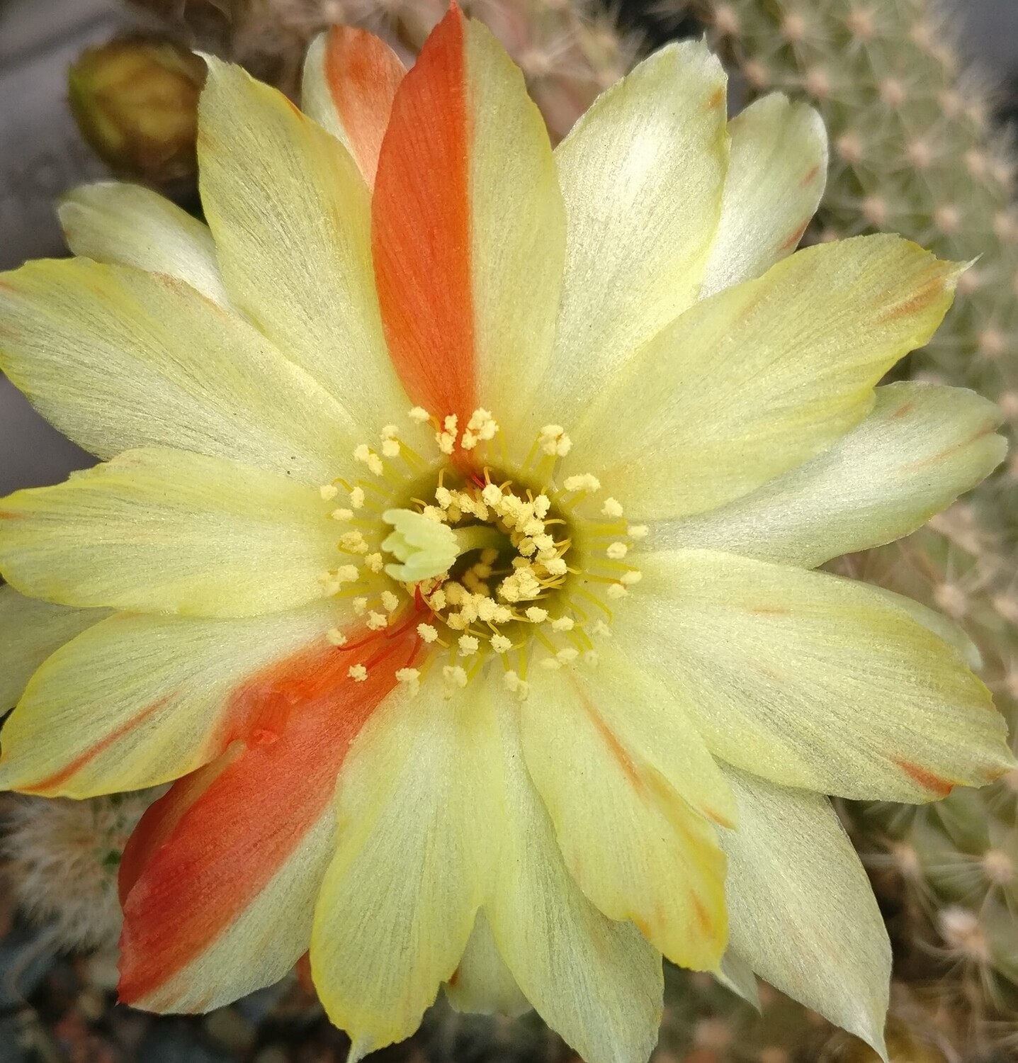 Echinopsis Chamaecereus Hybrid UNIKUM (Peanut Cactus)- Flower 