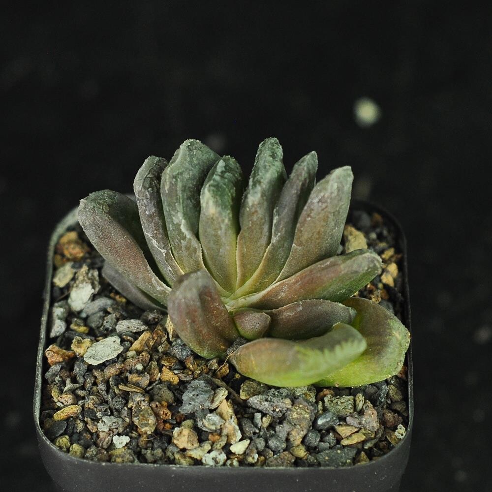Haworthia truncata