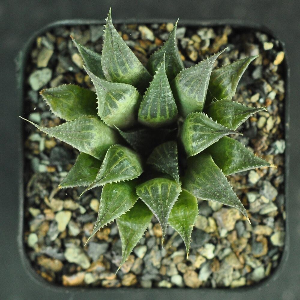 Haworthia