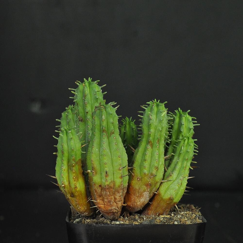 Euphorbia ferox hybrid