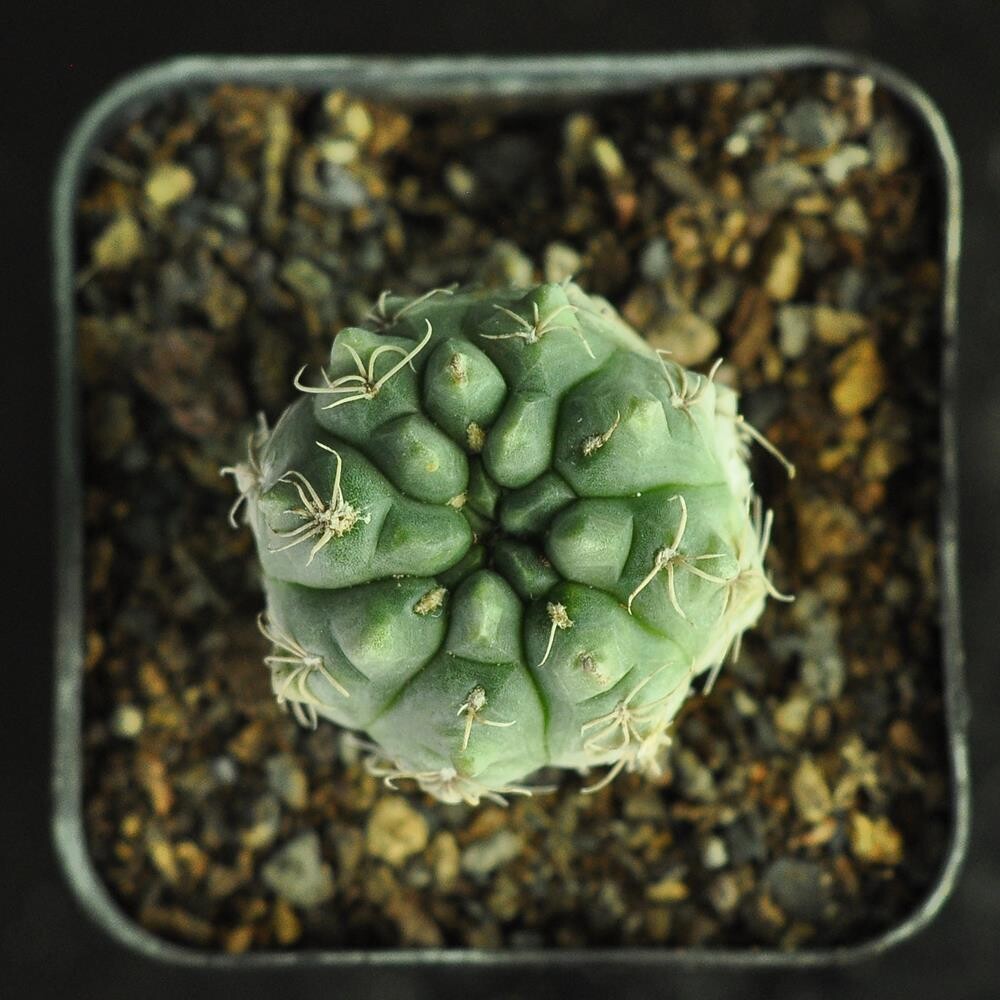 Gymnocalycium sp  LB 353 sp. near Potrerillo