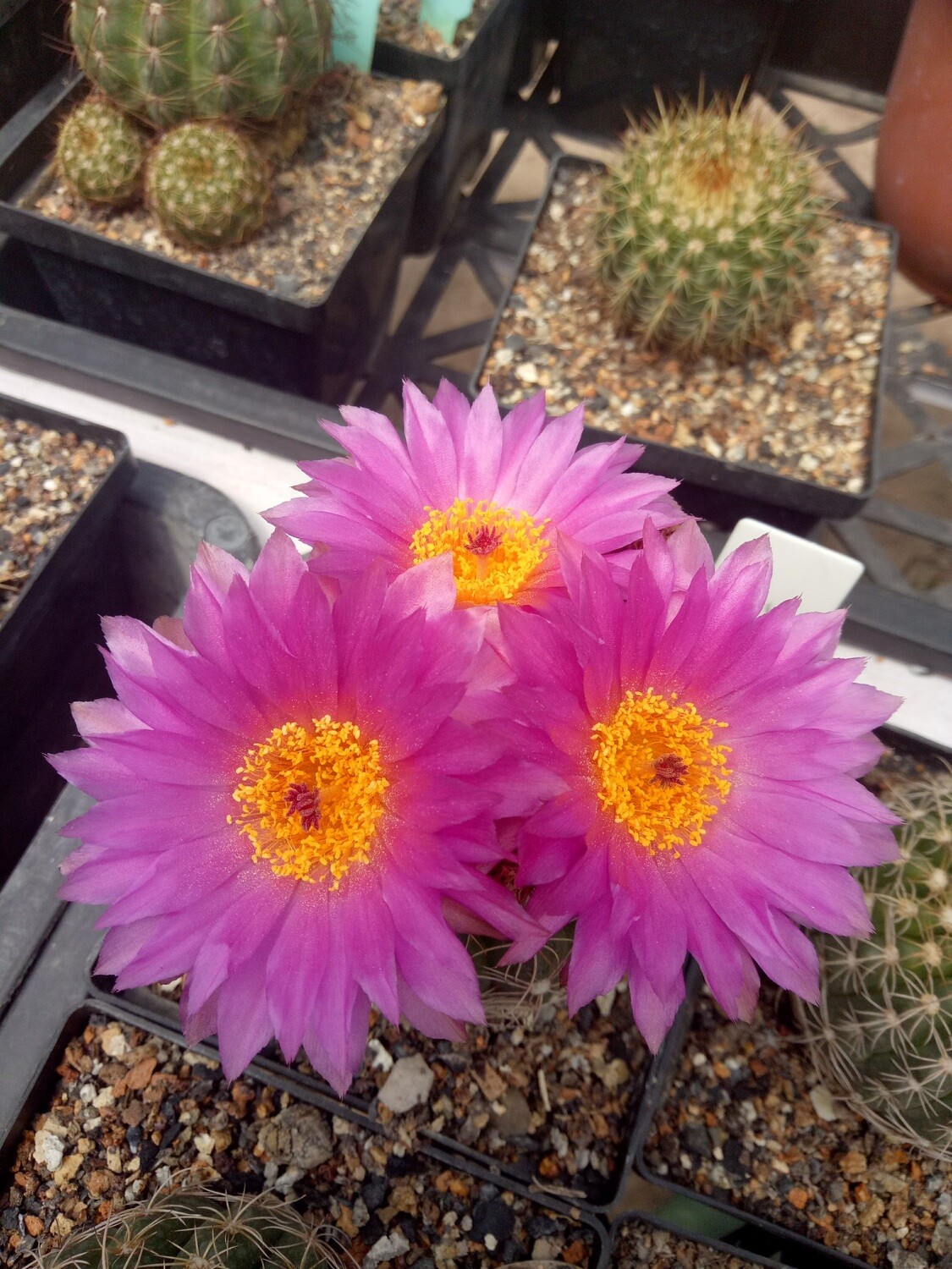 Notocactus crassigibus clump