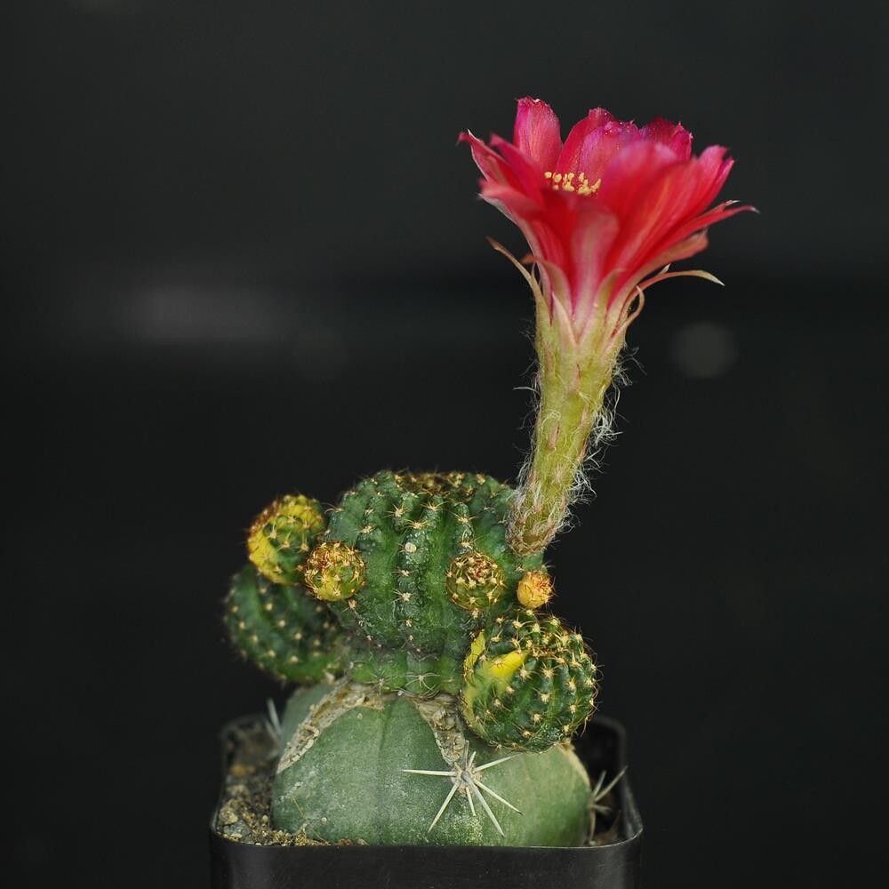 Lobivia hybrid Variegated