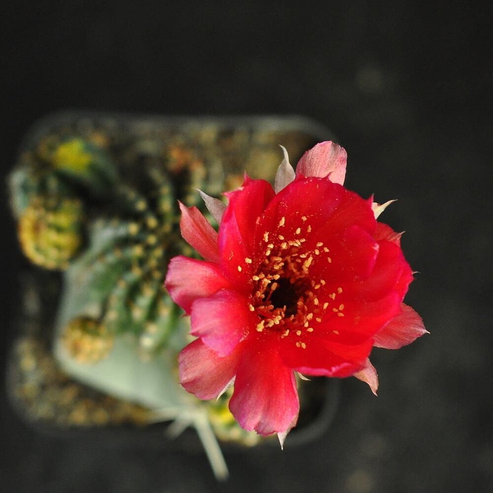 Lobivia hybrid