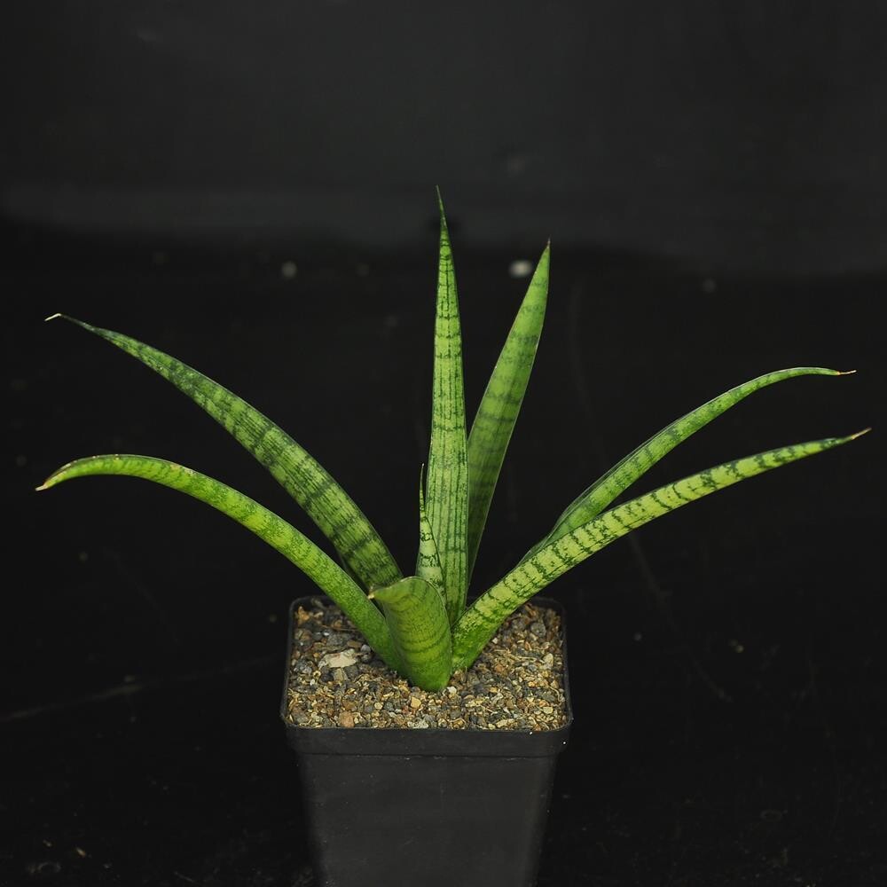 Sansevieria hybrid