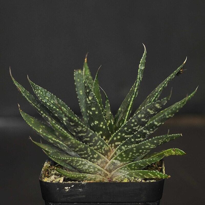 Gasteraloe 'Royal Highness'