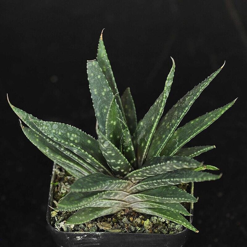 Gasteraloe beddinghousi