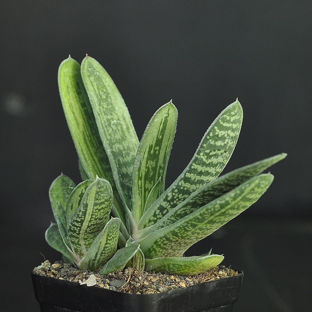 Gasteria CV 'Hummel's Silver' Specimen Plant