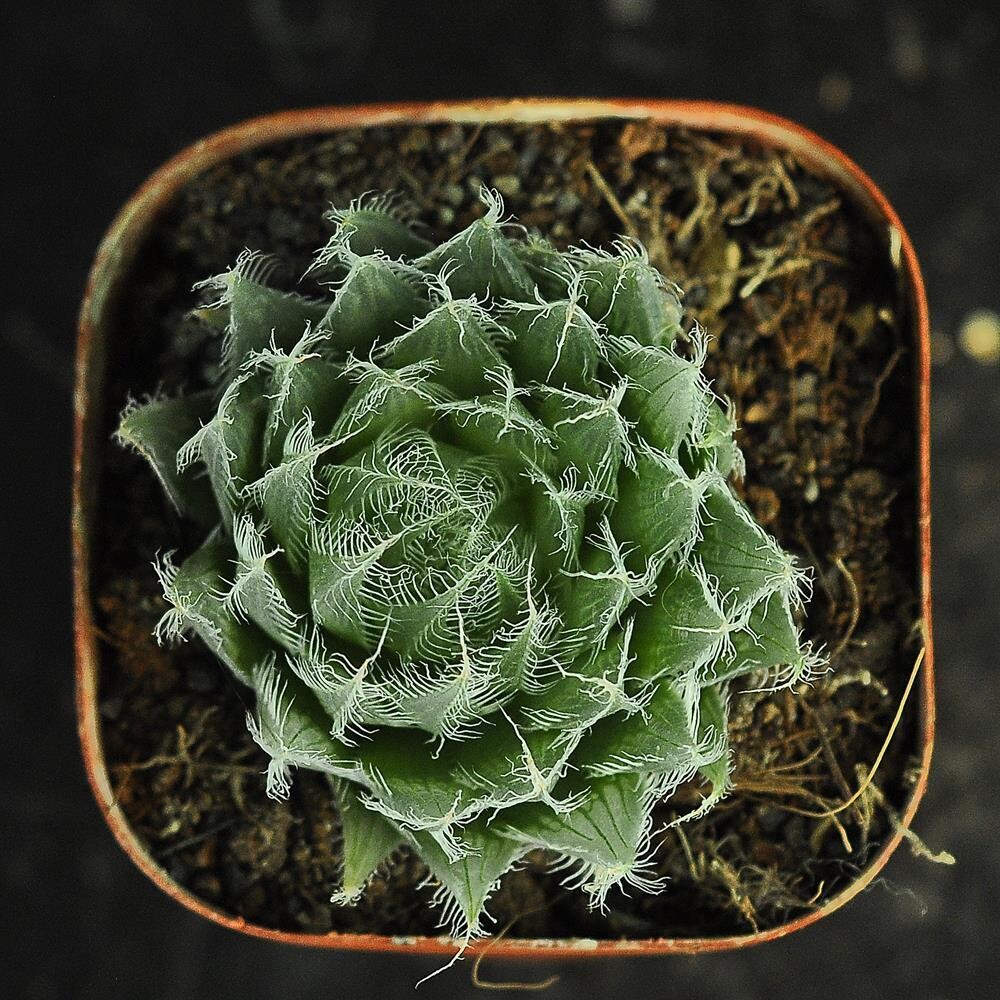 Haworthia arachnoidea