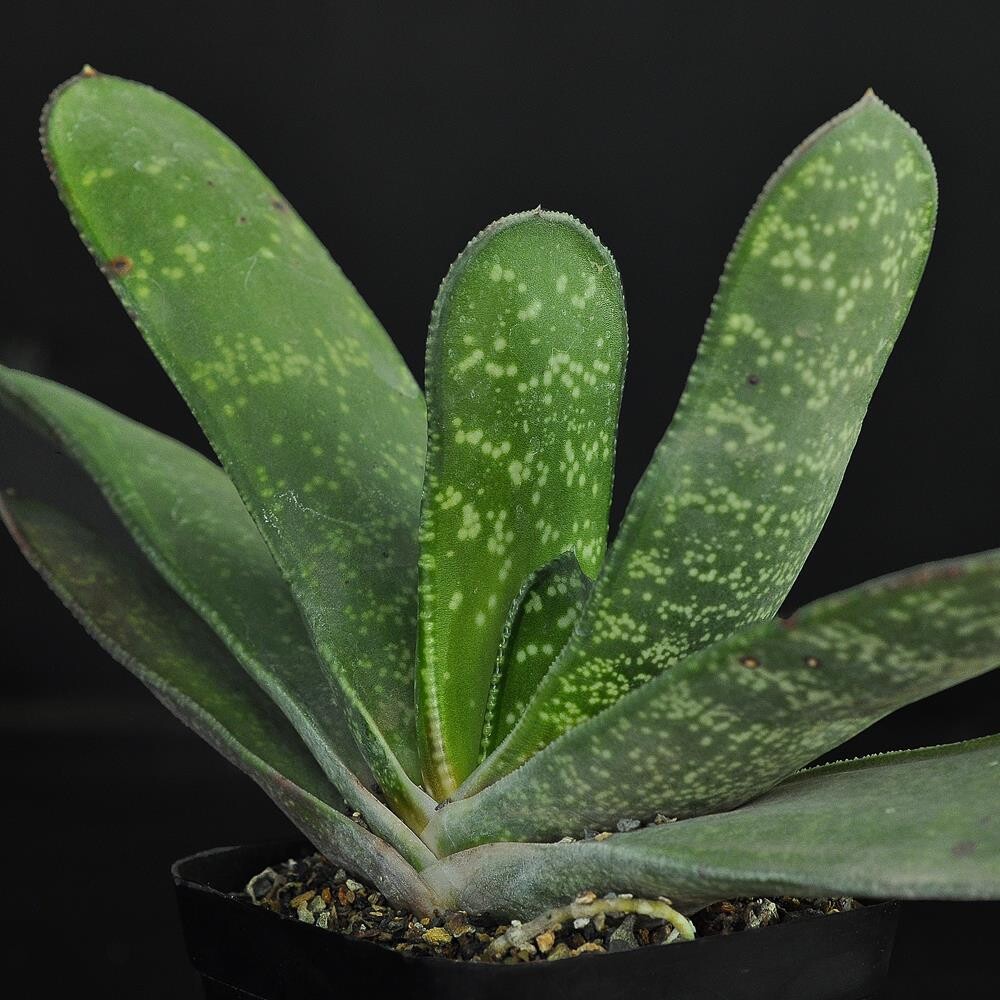 Gasteria acinacifolia cv Giant