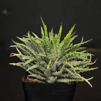 Aloe humilis hybrid