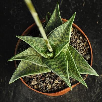 Aloe descoingsii x aloe variegata
