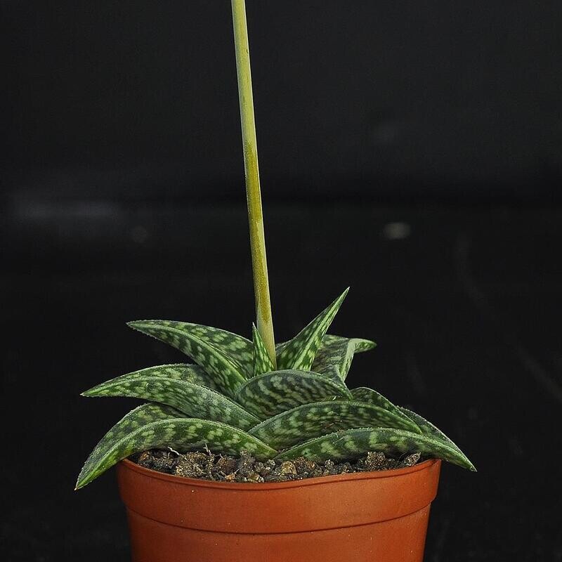 Aloe Descoingsii x Aloe Variegata