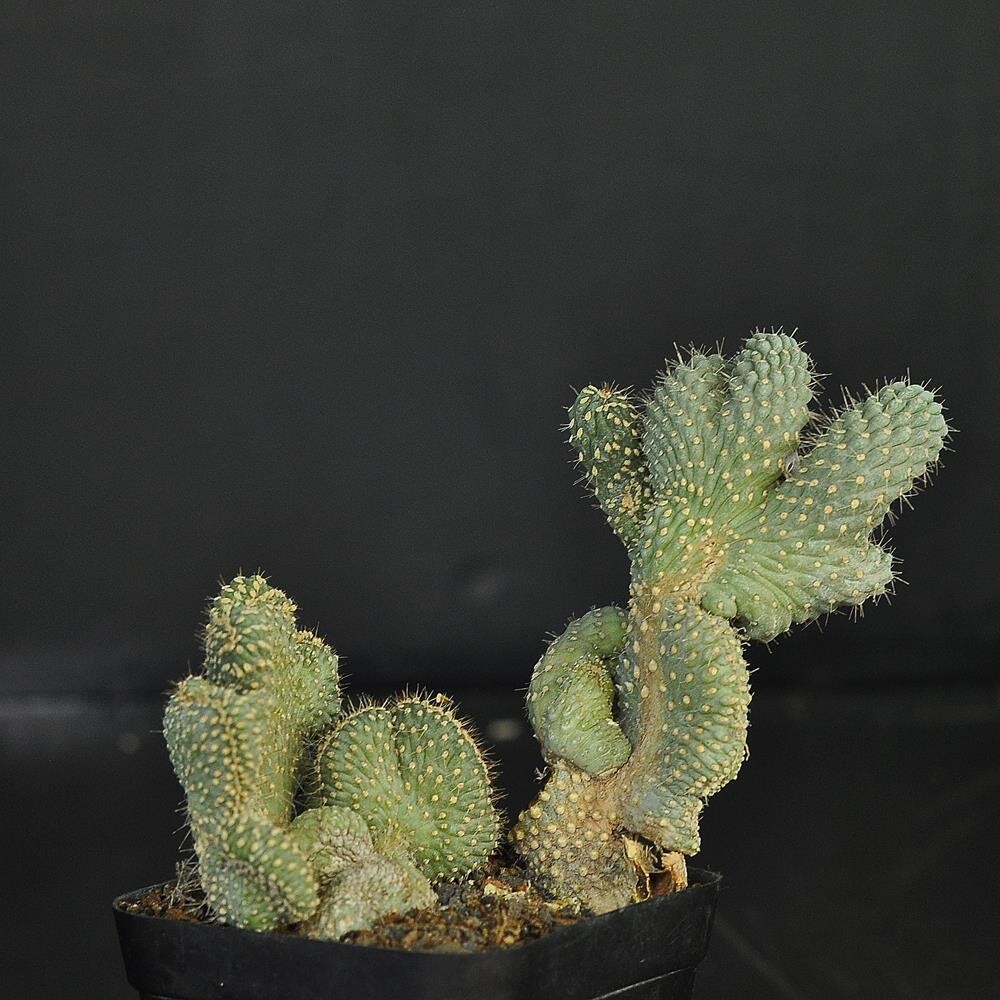 Cylindropuntia fulgida crest