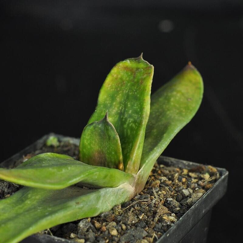 Gasteria armstrongi